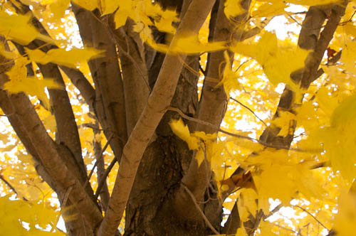 Autumn tree. Digital Humanities.  Taken at Seton HIll University, Greensburg, PA. 